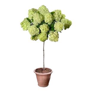 中华木绣球树苗庭院斗球树苗别墅耐寒植物盆景风景树绣球树苗地栽