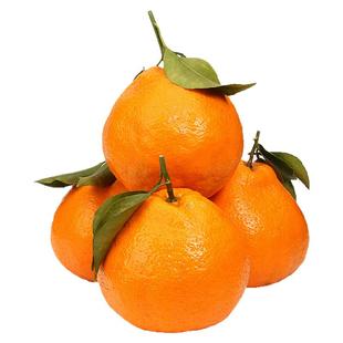 四川成都春见耙耙柑树苗嫁接果树苗粑粑柑丑橘南北方种植当年结果