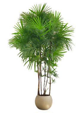 金山棕竹盆栽大型绿植客厅好养