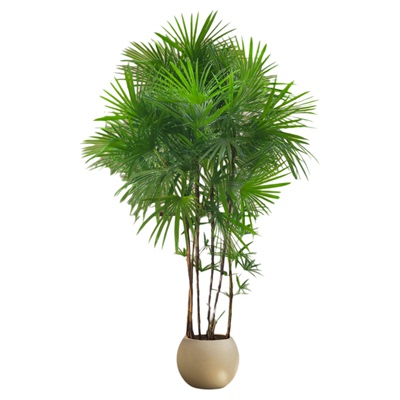 金山棕竹盆栽大型绿植客厅好养