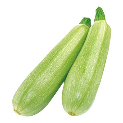 西葫芦种子占瓜家庭蔬菜阳台种植