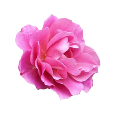 海蒂的花园复古色露台盆栽苗灌木