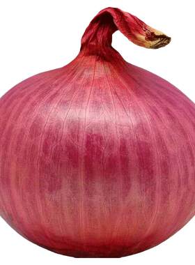 红皮洋葱种子四季秧苗蔬菜