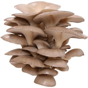 蘑菇种植包平菇香菇菌包家种食用菌磨菇儿童自种家庭种子批发