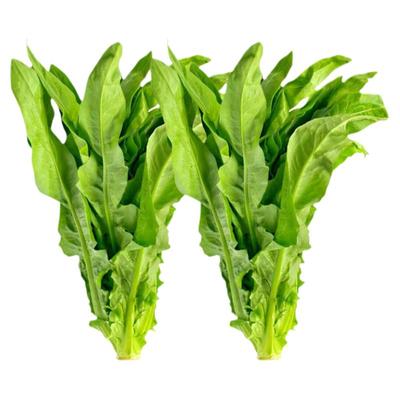 糯米香甜脆油麦菜种子正品原包装