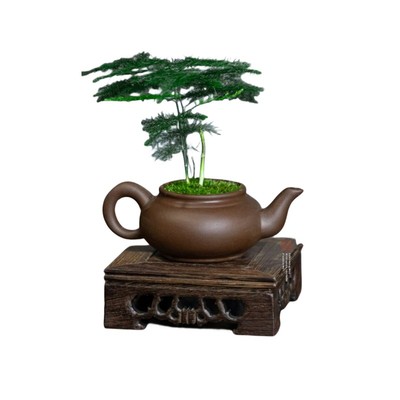 文竹盆栽中式禅意盆景高端摆件