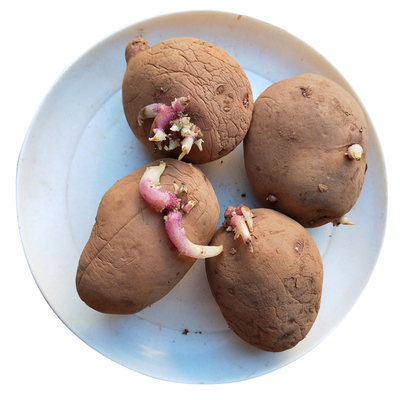 红皮黄心土豆种子马铃薯种植苗