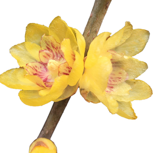 鄢陵腊梅盆栽【虎蹄】花树苗嫁接品种当年开花黄梅花期早包对版活