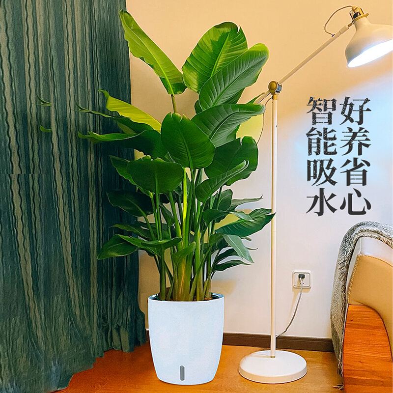 天堂鸟绿植室内客厅盆栽大型办公室落地植物花卉大叶花草北京同城