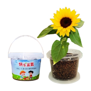 凤仙花种籽四季向日葵指甲花种孑学生儿童种植小盆栽植物种子套装