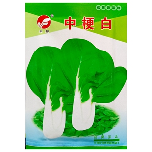 中梗白青菜种子中白梗白帮小白菜油菜蔬菜籽春秋全年四季播种20克