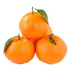 「热销推荐」好吃！春见耙耙柑！