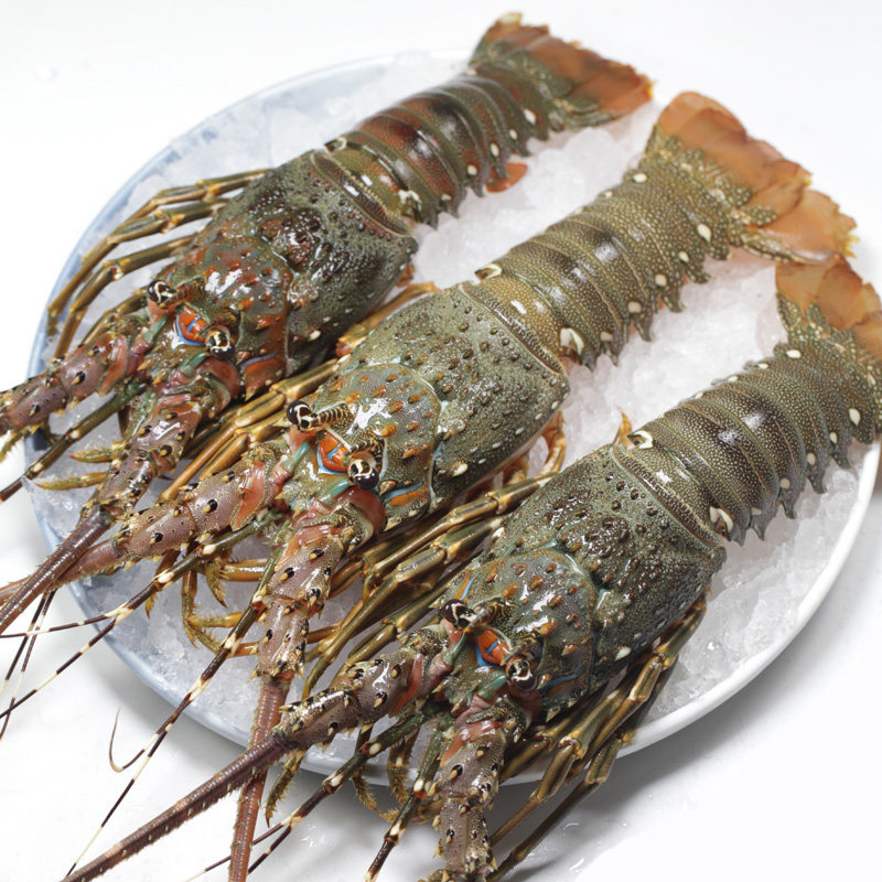 大龙虾青龙虾3只各0.8-1斤海鲜鲜活冷冻水产黑虎虾小龙虾大波龙
