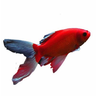 好养耐活鹦鹉鱼活体招财鱼淡水鱼