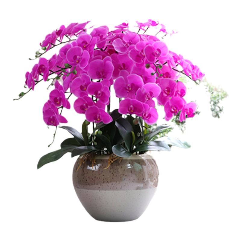 蝴蝶兰花苗带花剑带花苞盆栽兰花大苗客厅室内植物花卉四季好养活
