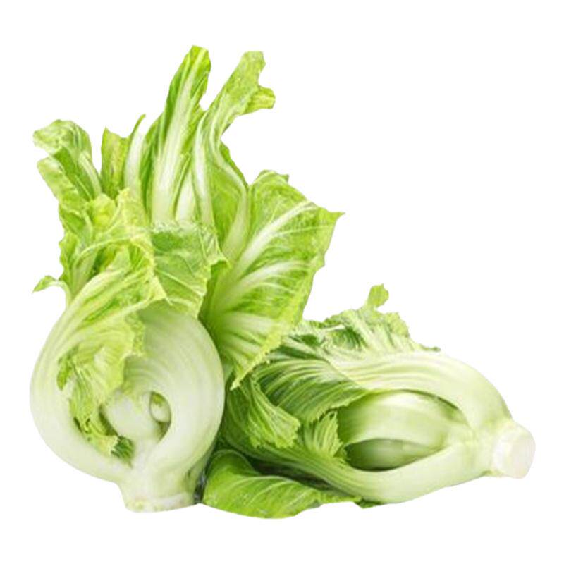 包心芥菜种子高钙菜庭院阳台种菜籽盆栽四季播家庭春季蔬菜种籽