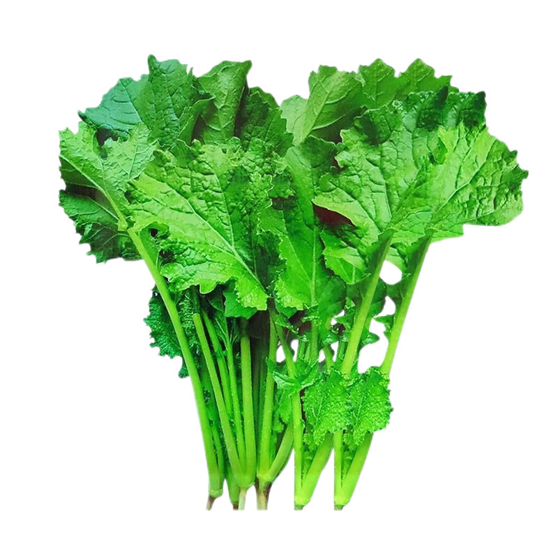 花叶苔菜种子绿绒种籽台菜四季青菜籽耐寒秋冬季阳台盆栽蔬菜种孑