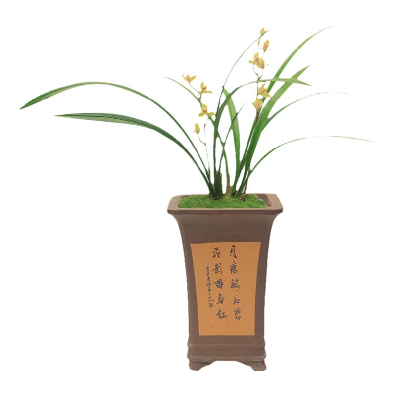 兰花中华水仙建兰铭品的绿植盆栽