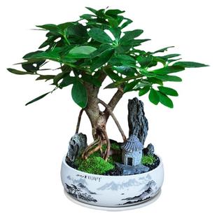 七叶莲室内绿植盆栽鸭脚木植物好养办公室桌面客厅盆景八方来财树