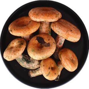 现货新鲜野生谷熟菌现采黄枞菌重阳菌雁来蕈云南特产蘑菇包邮顺丰
