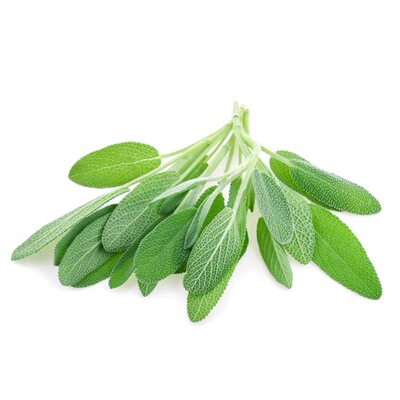 新鲜鼠尾草提香增味香料调味叶子