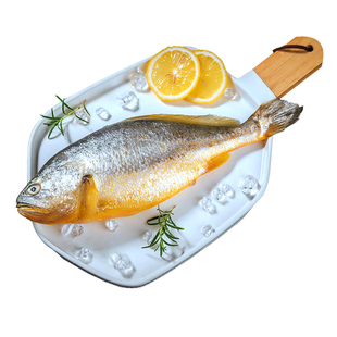 2斤1条特大号丹东深海新鲜大黄花鱼冰鲜大黄鱼肉质鲜嫩海捕包顺丰