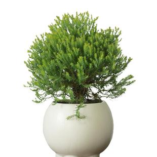 针叶树 一加仑蓝湖柏金线柏皮球柏四季观赏变色庭院花园有枫园