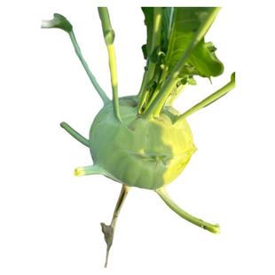 青苤兰种籽水果紫苤蓝种子秋季秋播菜籽孑芥兰头芥蓝球茎甘蓝丕蓝