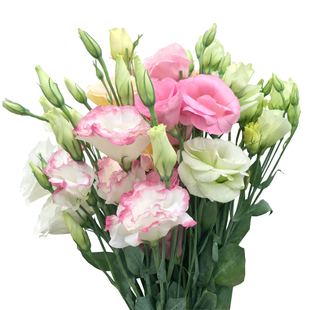 鲜花花束云南昆明洋桔梗花基地直发速递同城母亲节水养教师节礼物