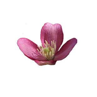 幸福园艺家杰出梵高玫瑰花蕾红蝶有香味铁线莲蒙大拿耐寒包邮