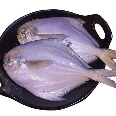 鲳鱼新鲜冷冻银鲳鱼特大号鲜活白鲳鱼海鱼平鱼非金昌鱼海鲜水产