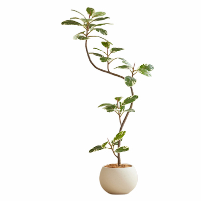 仿真橡皮树高端轻奢家居摆件