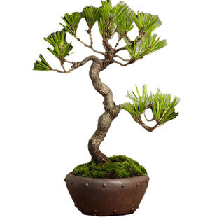 黄山松盆景曲干矮霸造型真树苗松树盆栽马尾松山采小老桩迎客松柏