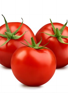 孔雀菜种四季种籽大全生菜罗马沙拉奶油紫叶种孑阳台盆栽蔬菜种子