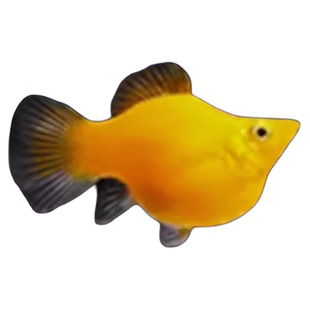 玛丽球鱼 吃油膜玛丽鱼 胎生鱼 大肚子母鱼直接生小鱼 新手好养