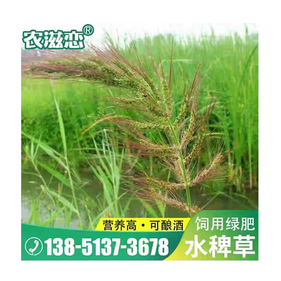 水稗草种子高产耐旱养殖鱼虾牧草