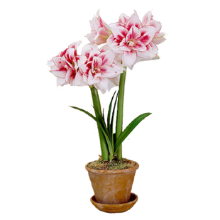 朱顶红进口重瓣种球阿弗雷鬼魅安吉拉盆栽四季开花卉植物阳台室内