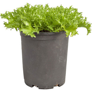 四季苦菊种子苗花叶苦菊菜籽种苦苣菜种籽秋季盆栽蔬菜种籽孑菜种