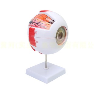 人体教学眼球解剖结构模型可拆卸儿童仿真医学眼睛玩具眼部模型图