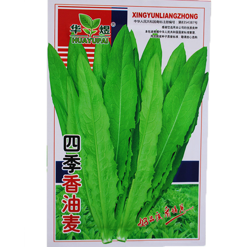 大棵油麦菜种子四季青菜种籽菜籽盆栽籽种菜苗秧苗春秋种油麦菜籽