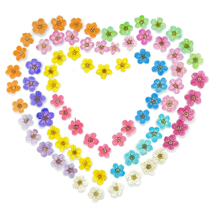 干花压花迷你花朵珍珠小梅花小水仙贴脸花瓣妆美甲装饰手工diy