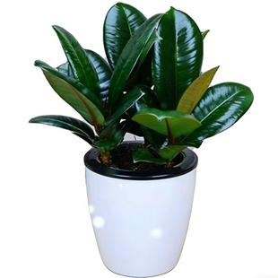 黑金刚橡皮树盆栽家庭室内客厅四季长青花卉净化空气绿色观叶植物