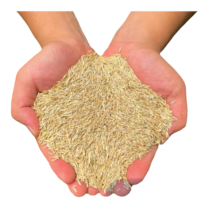 鱼草种籽黑麦草牧草种子四季高产畜牧养殖喂鸡鸭鹅兔马猪牛羊草籽