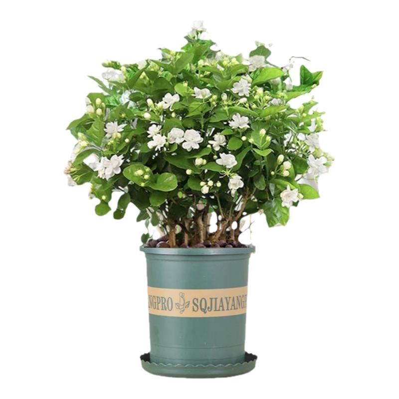 茉莉花苗盆栽带花苞栀子花卉植物室内绿植九里香浓香多季开花好养