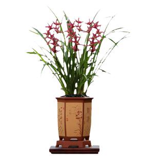 翁源兰花苗【新手入门大礼包】精选好养浓香品种室内绿植花卉盆栽