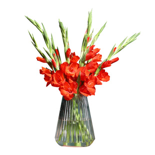 进口剑兰唐菖蒲种球花苗多年生可阳台盆栽地栽作切花球根花卉植物