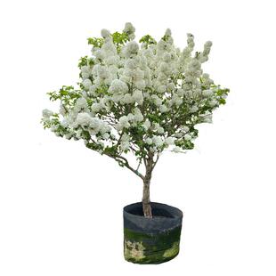 中华木绣球树斗球大花白球盆栽苗别墅庭院地栽丛生棒棒糖耐寒耐热