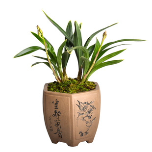 矮种建兰四季兰禅月达摩爪 红荷冠浓香金边兰花送春迷你花卉盆栽