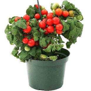 矮生黑番茄种子千禧红圣女果小西红柿种籽大全四季盆栽蔬菜孑苗