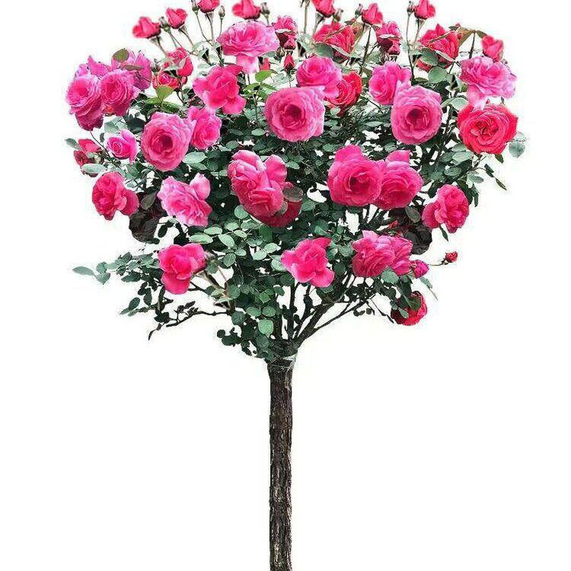 棒糖月季花苗带苞大浓香阳